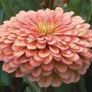 Zinnia Benary??s Giant Salmon Rose flower seed 50