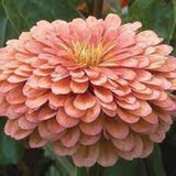 Zinnia Benary??s Giant Salmon Rose flower seed 50