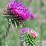 Milk Thistle (Silybum Marianum)- 10 Pack of Seeds