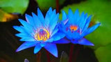????  LOTUS colorful water Lily Aquarium Plant seeds bulb Easy grow FS0-03 LOTUS