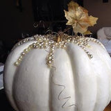 10 seeds Polar Bear  Pumpkin Organic Seed