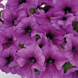 50 Petunia SUCCESS! 360 Purple Vein Garden Seeds*Petunia hybrida grandiflora*Large Attractive Flowers*Annual Plants*Easy to Grow*FLAT SHIP*