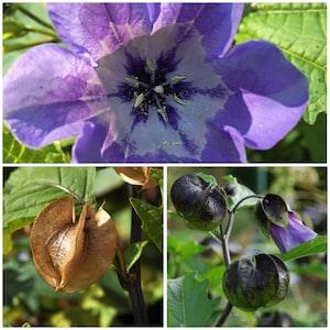 Apples of Peru Flower Seeds - Shoofly Insect Repellent Plant /  Used in Flower Arrangements and Bouquets as a Filler Plant - Shoofly Seeds
