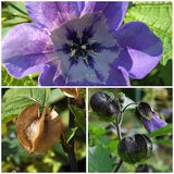Apples of Peru Flower Seeds - Shoofly Insect Repellent Plant /  Used in Flower Arrangements and Bouquets as a Filler Plant - Shoofly Seeds