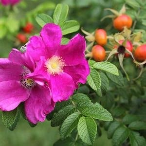 Wild Rose Seeds, 100 Bulk Seeds, Flower Garden Seed, PERENNIAL Wild Roses, Medicinal Garden Seeds, BIG FAT Rosehips, Grow Your Own Tea