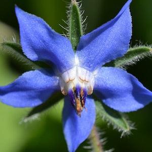 Borage Herb Seeds - Vintage Herb Star Flower - Ornamental Flowering Plant - 30+ Seeds