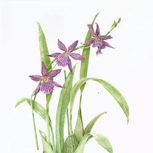 Beallara Marfitch Orchid