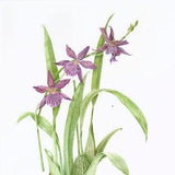 Beallara Marfitch Orchid