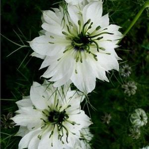 50+ Nigella White Flower Seeds-NIGELLA DAMASCENA-Love in a Mist White Flower Seeds- Nigella African Bride-Fluffy Annual-B500