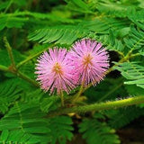 SENSITIVE PLANT MIMOSA Pudica Touch Me Not Moves When Touched! 10 Seeds