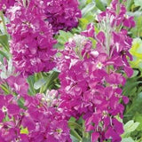 Fragrant Stock SEEDS Evening Scented Cut Flower Bouquet Dizzy Bees Urban Garden