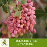 Pistachio Tree Grafted Ready To Plant, With Tuberous Soil, 2 Years Old Pistachio Tree With Cluster Fruit, For Pot and Garden - Heirloom