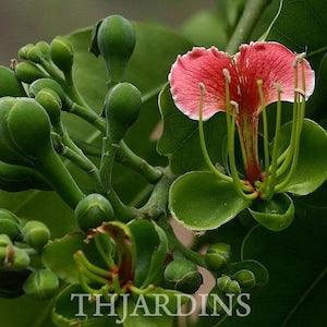 Afzelia Quanzensis - Beautiful Pod Mahogany - 5 Seeds
