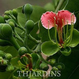 Afzelia Quanzensis - Beautiful Pod Mahogany - 5 Seeds