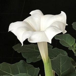 Moon Flower Indian Thornapple White Trumpet Flower Fragrant Sacred Shaman Sacred Datura Devil's Trumpet Exotic