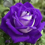 Purple white roses flower seeds -20 seeds -  codeA 370