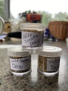 WHITE Shasta Daisy Seeds 1 Container