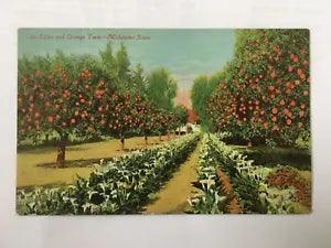 Cala Lilies and Orange Trees - Midwinter Scene