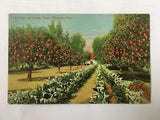 Cala Lilies and Orange Trees - Midwinter Scene