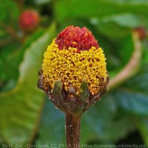Toothache Plant (Acmella oleracea) Packet of 25 seeds with New!