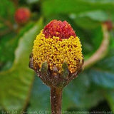 Toothache Plant (Acmella oleracea) Packet of 25 seeds with New!