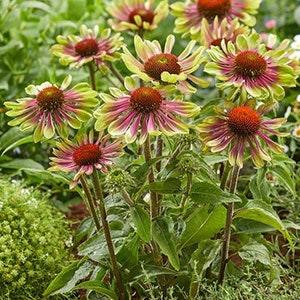 10 + Seeds Coneflower ??Green Twister??Echinacea purpurea??