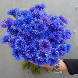 Tall Blue Boy Bachelor??s Button Seeds Tall 'Centaurea cyanus' Cornflower Edible Flower Cut Flowers Bouquet Dizzy Bees Urban Garden