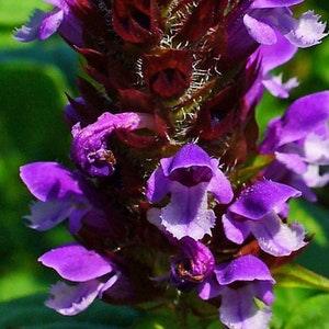 Wild Self Heal Seeds, 100 Organic Edible Medicinal Herb Garden Seeds, COMPANION Plant-Perennial Wild Flowers Grow Your Own Herbal Tea & Balm