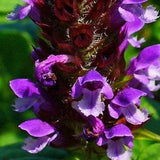 Wild Self Heal Seeds, 100 Organic Edible Medicinal Herb Garden Seeds, COMPANION Plant-Perennial Wild Flowers Grow Your Own Herbal Tea & Balm