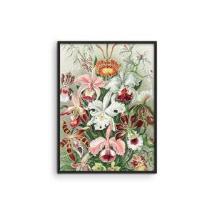 Haus and Hues Vintage Flower Poster & Botanical Wall Art - Haeckel Vintage Botanical Prints Wall Art