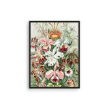 Haus and Hues Vintage Flower Poster & Botanical Wall Art - Haeckel Vintage Botanical Prints Wall Art