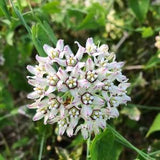 Climbing Milkweed Vine (Funastrum cynanchoides) Packet of 12 seeds with New!