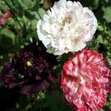 Peony-  Antique shades mix- 100 Seeds- New