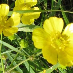 50 Pcs Ranunculus Acris Flower Seeds-Tall Buttercup-Giant Meadow Buttercup-FL263