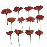 12x Pressed Rose Bud Dried Flower Embossing Plant Specimen DIY Epoxy Aroma Frame