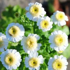 25+ Unique 'Snowball Flower' White Chrysanthemum seed