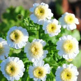 25+ Unique 'Snowball Flower' White Chrysanthemum seed