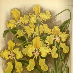 500 Orchids Collection 2 - 500 Vintage botanical print orchid illustrations for paper and textile crafting, journals, collage and decoupage