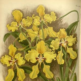 500 Orchids Collection 2 - 500 Vintage botanical print orchid illustrations for paper and textile crafting, journals, collage and decoupage