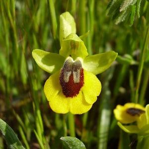 Rare 1 bulb ophrys lutea