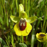 Rare 1 bulb ophrys lutea