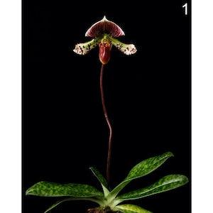 Paphiopedilum Orchid Lady Slipper Orchid Print Slipper Orchid Photo Slipper Orchid Picture Slipper Orchid Poster Wall Art Slipper Orchid
