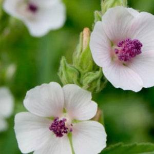 Marshmallow Seeds (Althaea officinalis, Common Marshmallow) - Perennial - Edible - Medicinal Herb - Zone 3 - 150+ Seeds - New