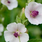 Marshmallow Seeds (Althaea officinalis, Common Marshmallow) - Perennial - Edible - Medicinal Herb - Zone 3 - 150+ Seeds - New