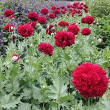 50+ Red Scarlet Peony Poppy Seeds /  Papaver Paeoniflorum?/ Cottage Garden Flower / (G28)
