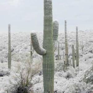 Saguaro Cactus | Carnegiea Gigantea Cacti Seeds | Large Cactus