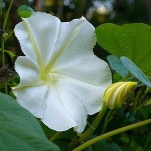 15 Fragrant Moon Vine, Night Blooming Moon Flower, Night Glory Seeds, White Ipomoea Alba IP0715