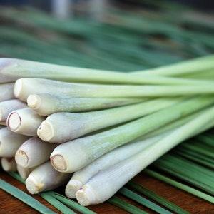 50+ Seeds Organic Lemon Grass