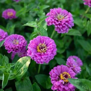 25 Benary's Giant Lilac Zinnia Seeds / Zinnia Elegans / Cut Flower /Bouquet Flowers /Wedding Flowers / English Garden / Wildflower / Cottage