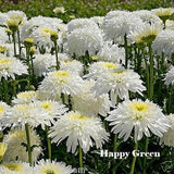 CRAZY DAISY DOUBLE - 200 seeds - Chrysanthemum leucanthemum - Perennial Flower